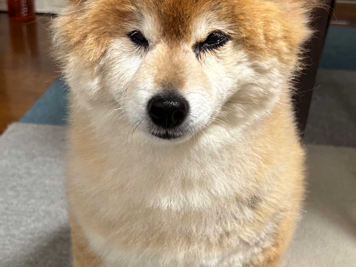 柴犬