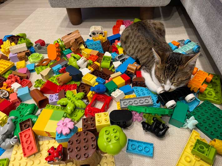 ブロック玩具の上で眠る猫の写真