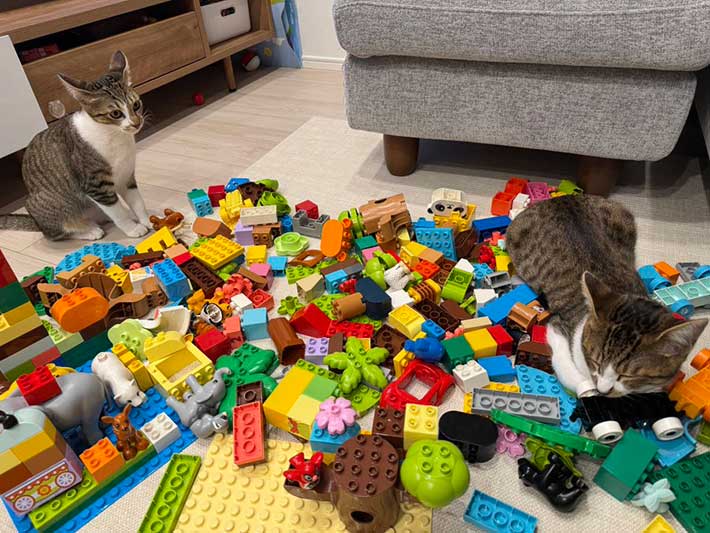 ブロック玩具の上で眠る猫を見つめる、別の猫の写真