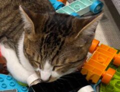 ブロック玩具の上で眠る猫の写真