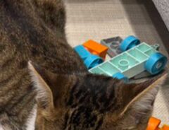 ブロック玩具の上で眠る猫の写真