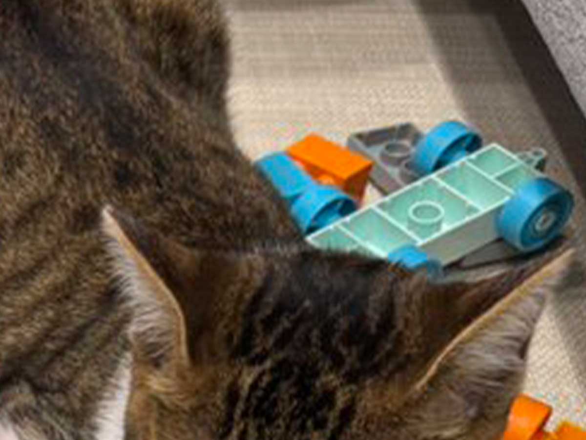 ブロック玩具の上で眠る猫の写真