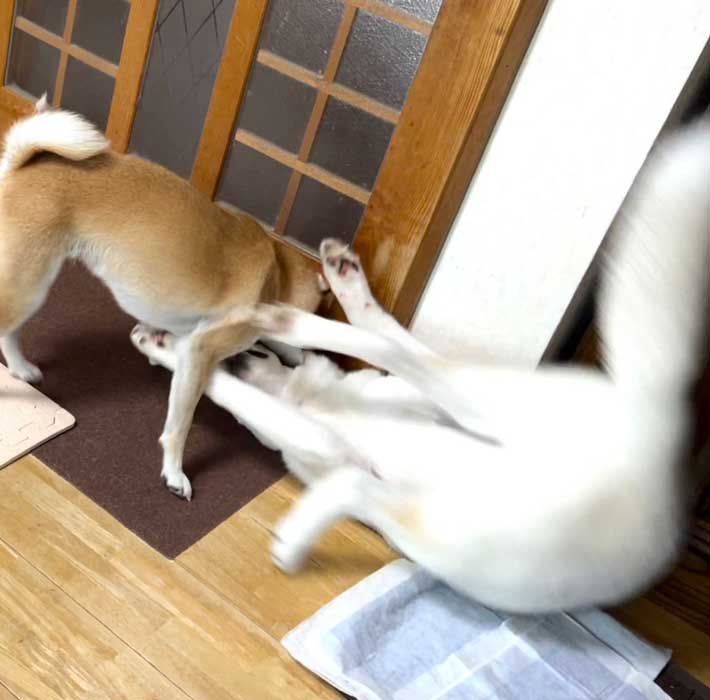 たわむれる犬