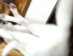 たわむれる犬