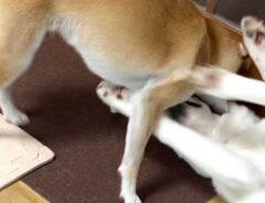 たわむれる犬