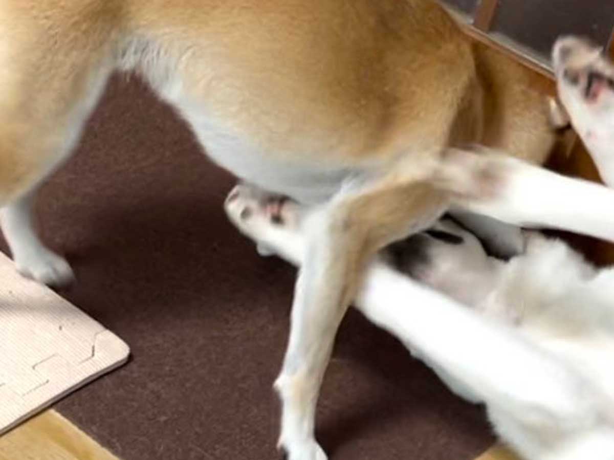 たわむれる犬
