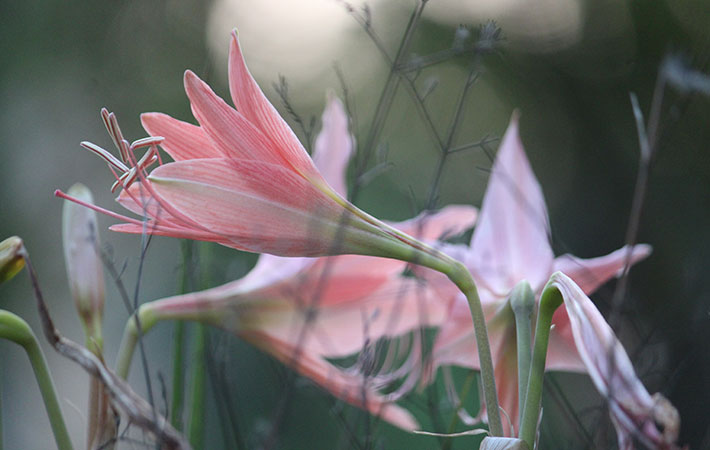 花の写真