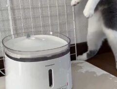 給水器に驚く猫