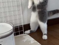 給水器に驚く猫