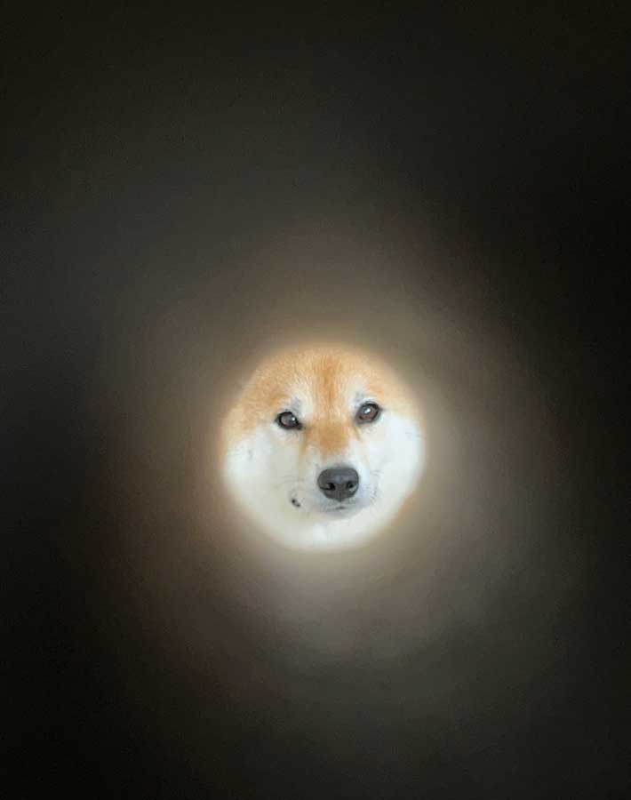 柴犬の写真