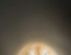 柴犬の写真