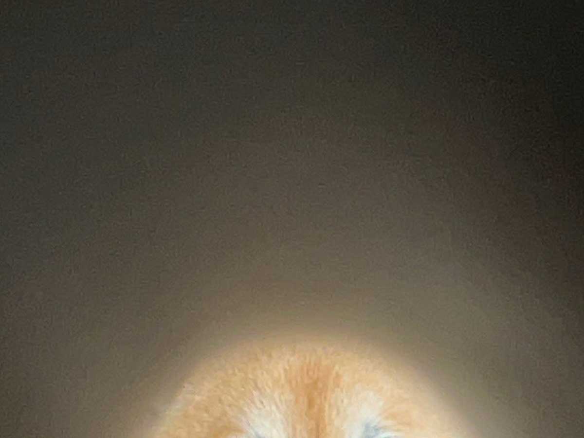 柴犬の写真