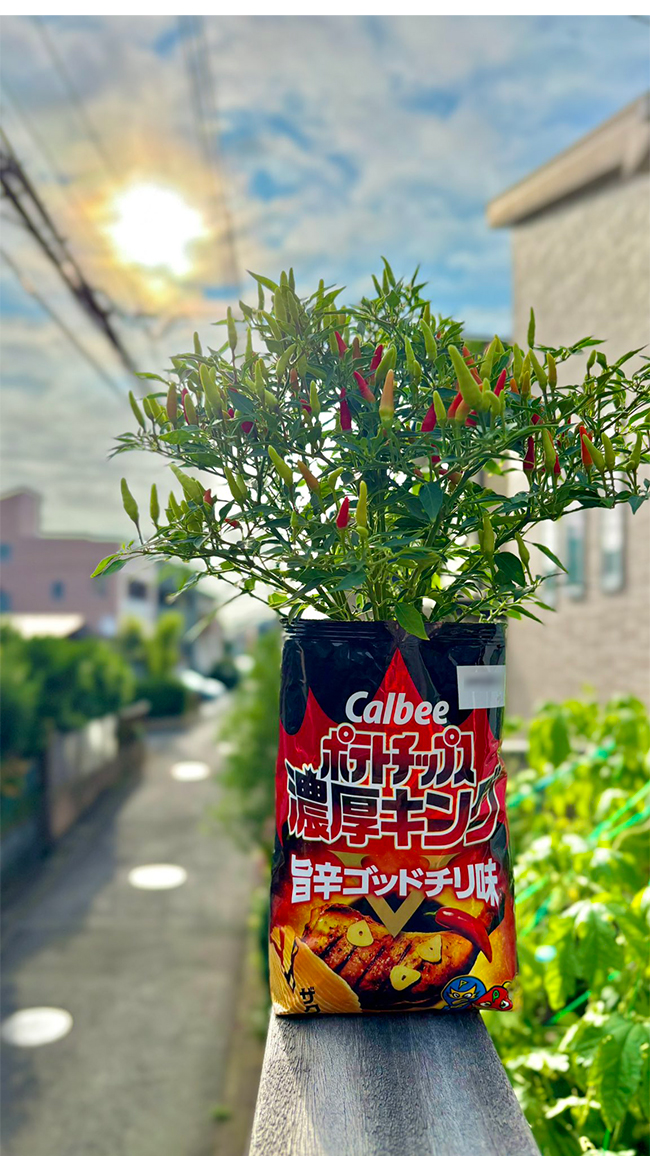 トウガラシの栽培