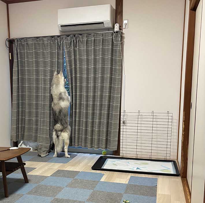 ハスキーの写真