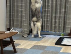 ハスキーの写真