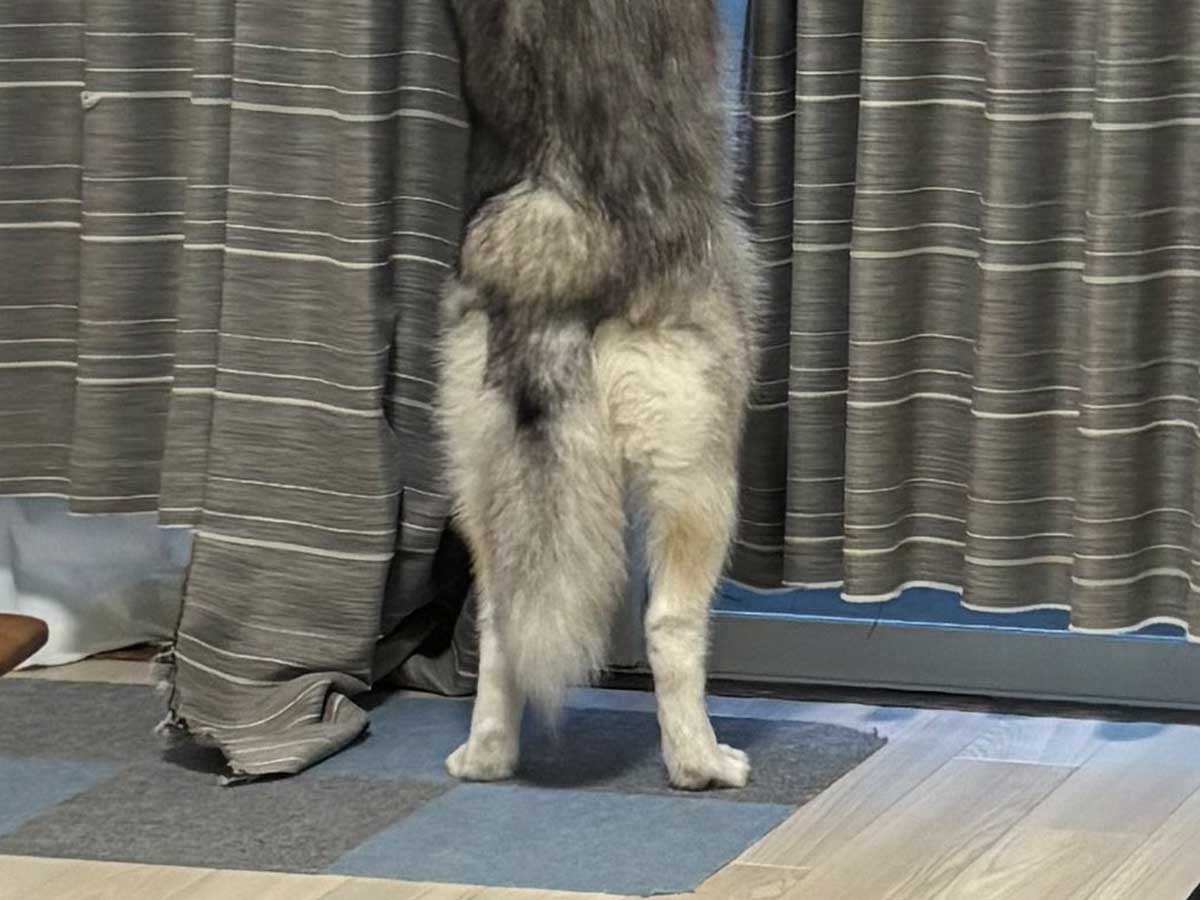 ハスキーの写真