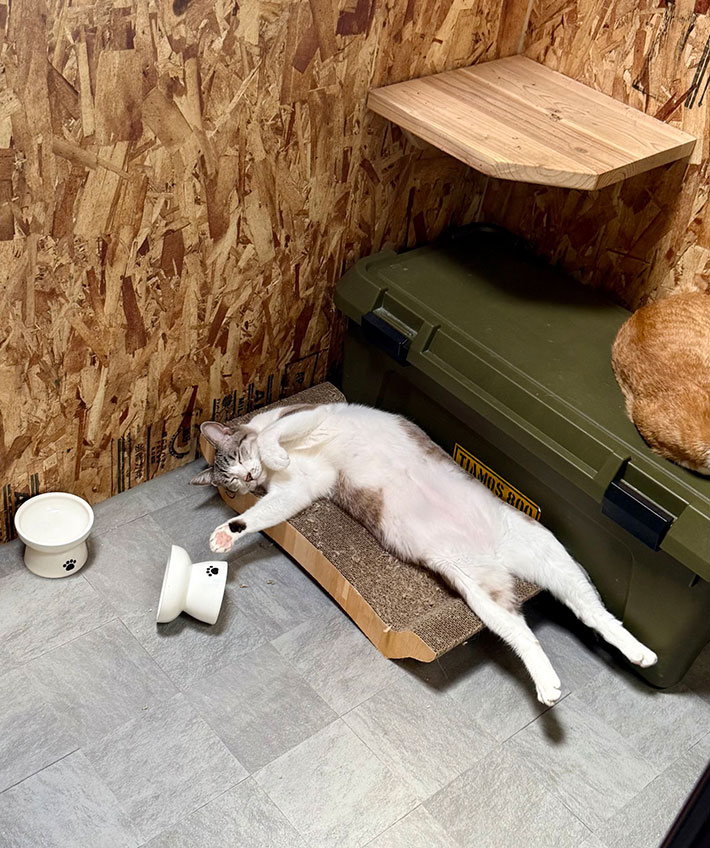 猫の写真