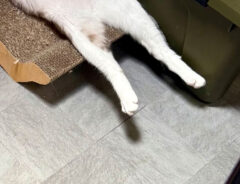 猫の写真