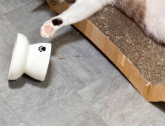 猫の写真