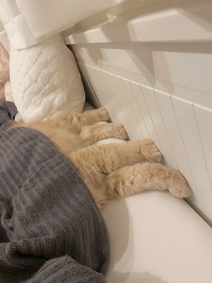 飼い主（@____tukimineko）さんと暮らす、猫のつきみちゃん