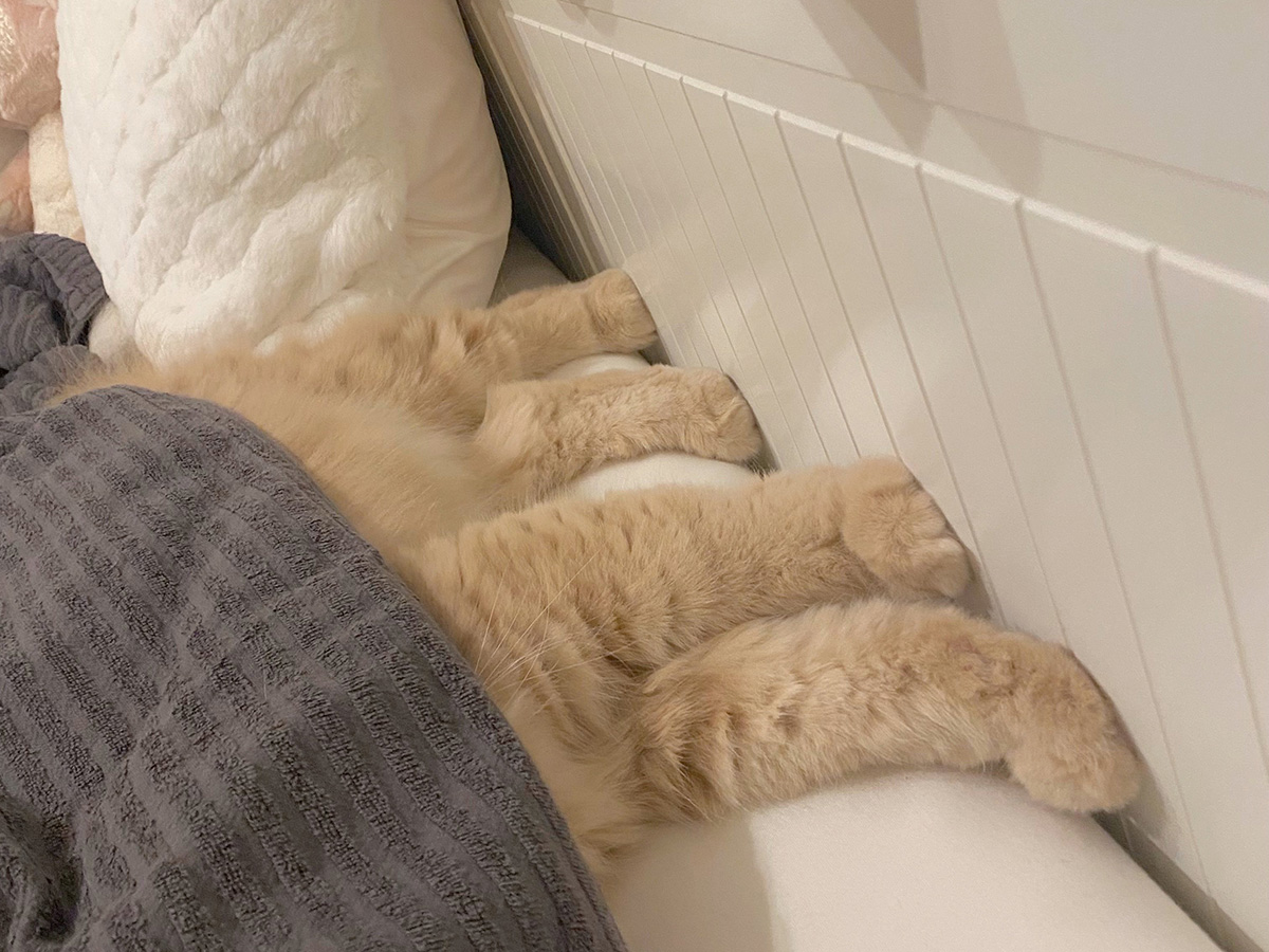 飼い主(@____tukimineko)さんと暮らす、猫のつきみちゃん