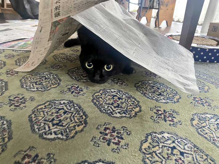 猫の画像