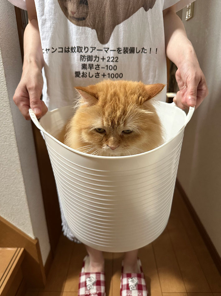 洗濯カゴの写真