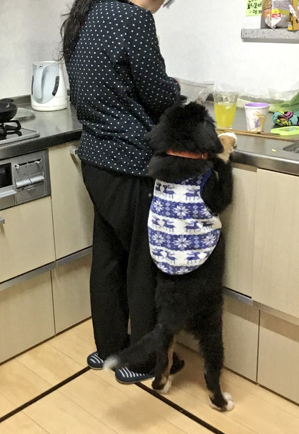 キッチンにいる子犬の写真