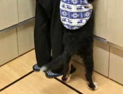 キッチンにいる子犬の写真