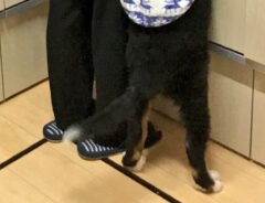 キッチンにいる子犬の写真