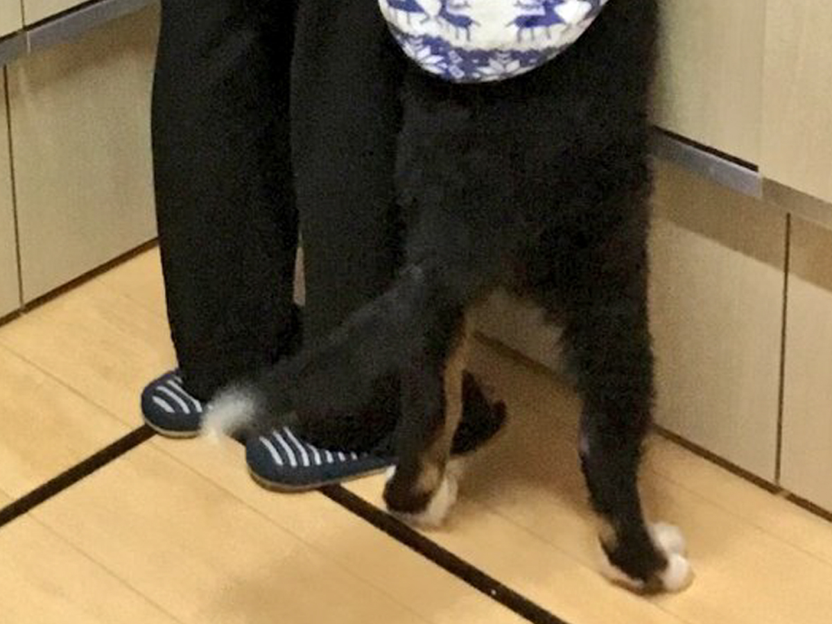 キッチンにいる子犬の写真