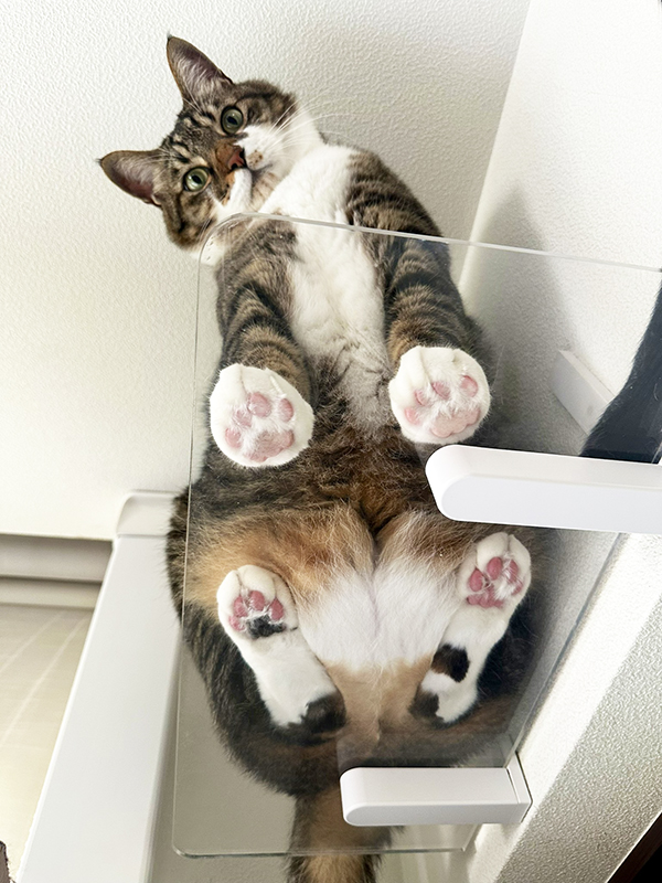 猫の写真