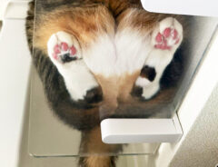 猫の写真
