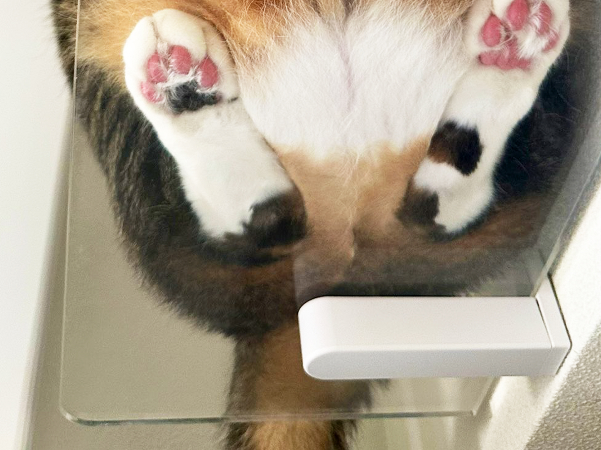 猫の写真
