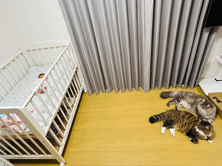 猫と赤ちゃん