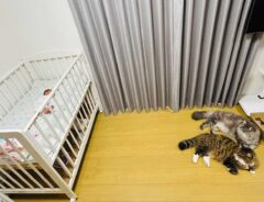 猫と赤ちゃん