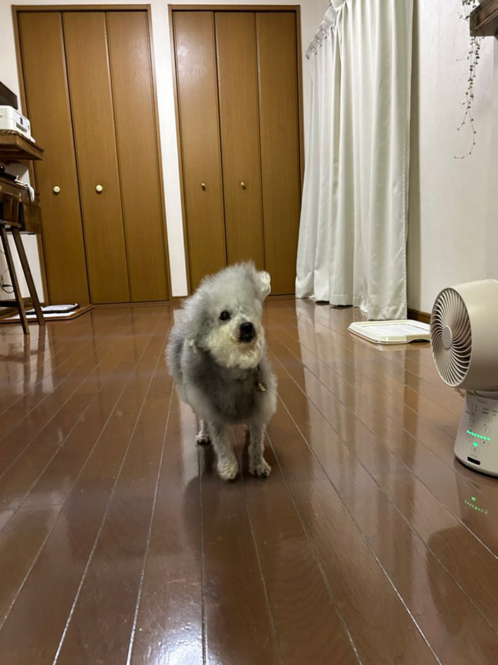 トイプードル