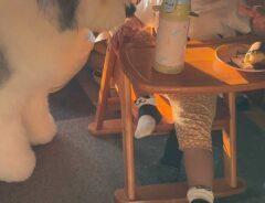 犬と娘の写真