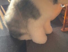 犬の写真