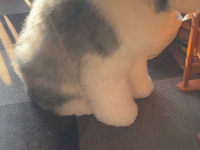 犬の写真