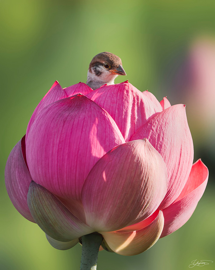 蓮の花の写真