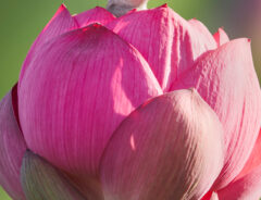 蓮の花の写真