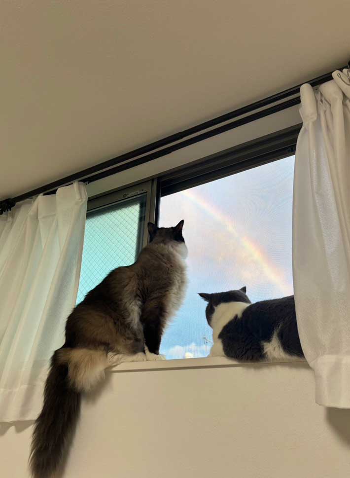 猫の写真