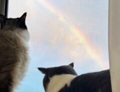 猫の写真
