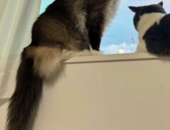 猫の写真