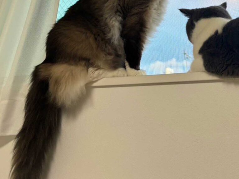 猫の写真