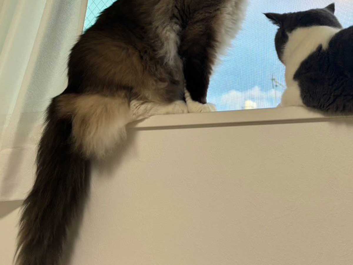 猫の写真
