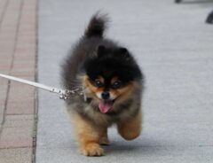 ポメラニアン