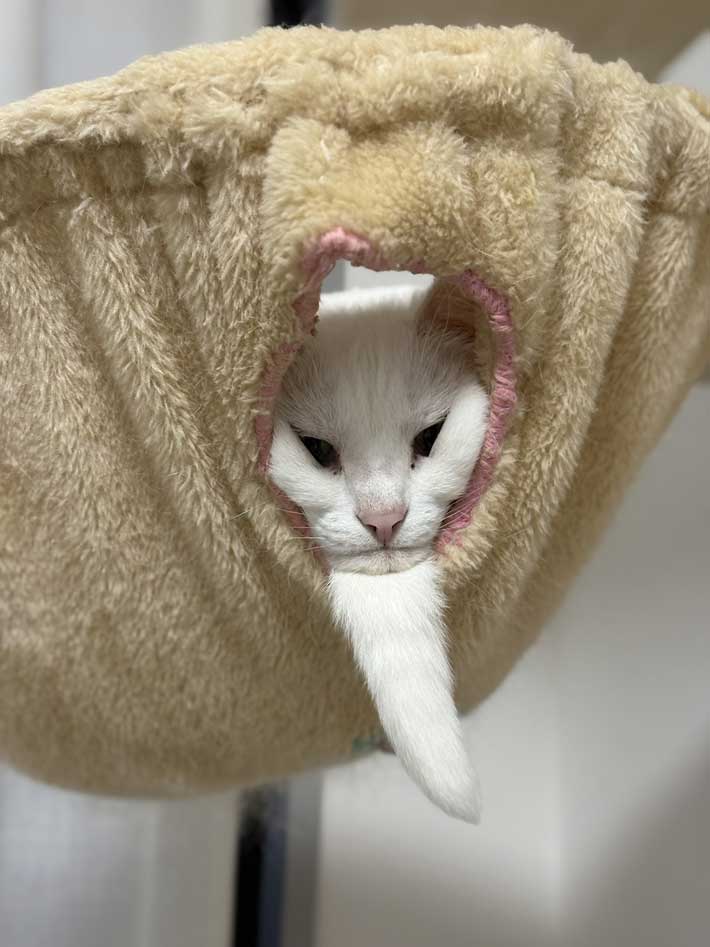 仙人のような見た目の猫