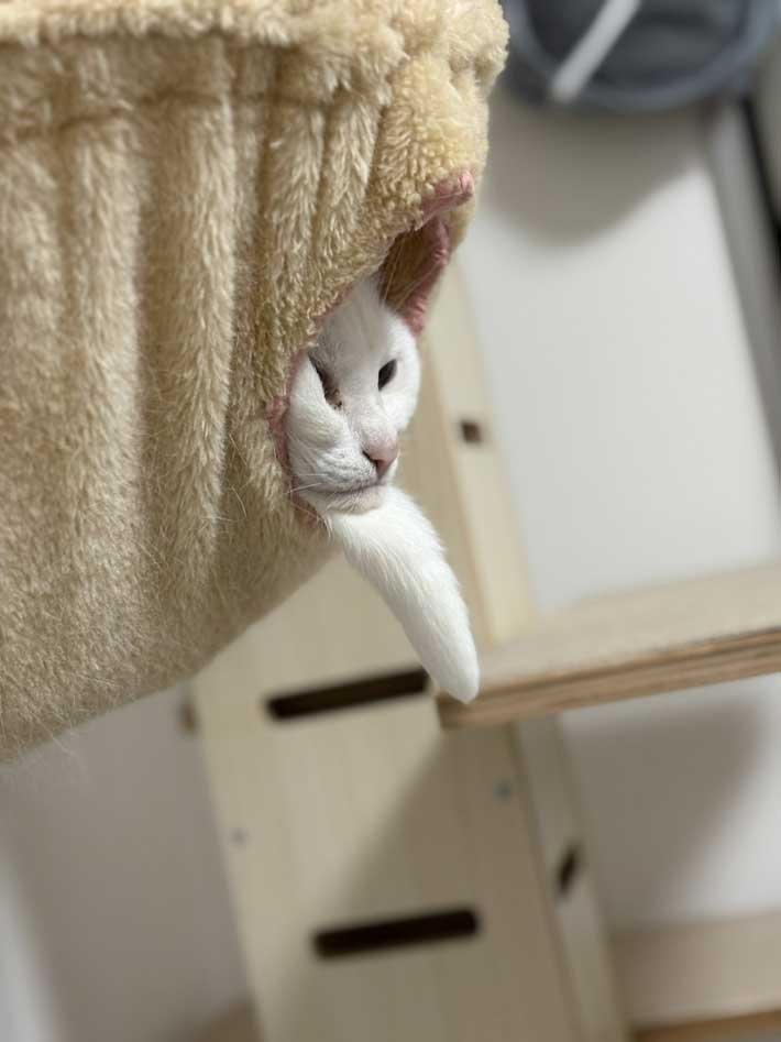 仙人のような見た目の猫